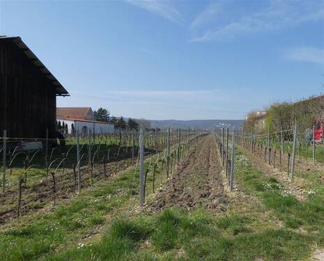 Blick angrenzende Weinberge - Grundstück in Herxheim am Berg zum Kaufen