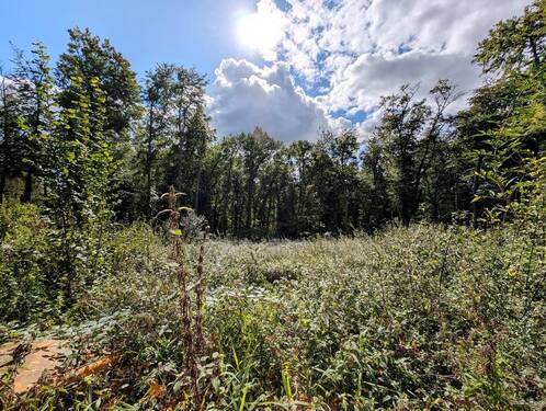 Bild 1 - Baugrundstück in Villenlage am Eistruper Berg in Bissendorf