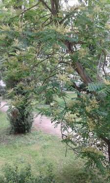 Innenhofgarten2.jpg - 