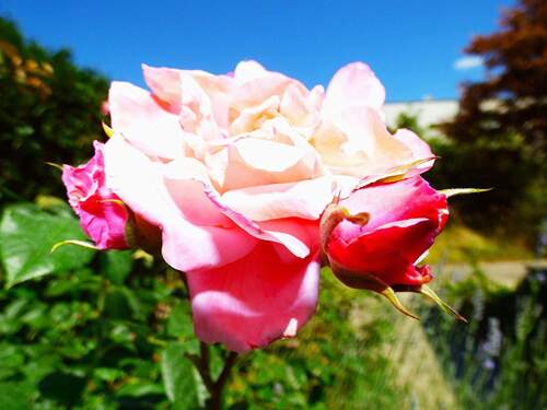 Schöne Gartenblume - 