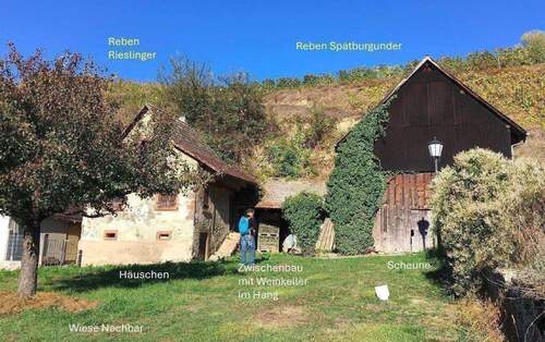 Kleines Weingut am Kaiserstuhl - Kl. Weingut Vogtsburg-Bickensohl-Breisach + Wohnhs + Scheune + 2Rebterrassen + Löskeller + Sanierungskosten ca. 290T€ + hohes Steuersparen Denkmal