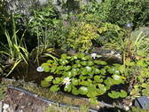 Teich an der Terrasse - RESERVIERT !! Bezugsfertig, Provisionsfrei, ruhig und doch zentral