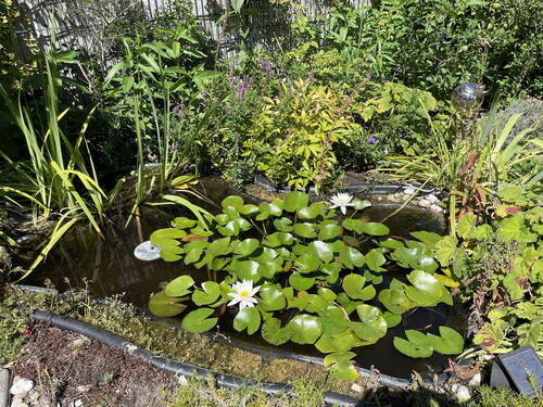 Teich an der Terrasse - RESERVIERT !! Bezugsfertig, Provisionsfrei, ruhig und doch zentral