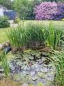 Gartenteich - 