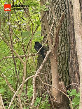 IMG_4814 - Grundstück in Petershagen/Eggersdorf zum Kaufen