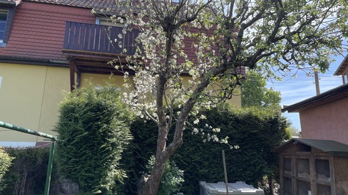 Ansicht - 4 Zimmer Doppelhaushälfte zum Kaufen in Neustadt