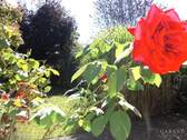 Gartenidylle - 
