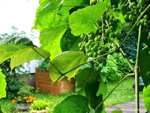 Nebengelass sehr schön mit 2 Sorten Wein bewachsen - 