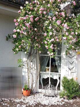 Rosenstock vor dem Esszimmer - 