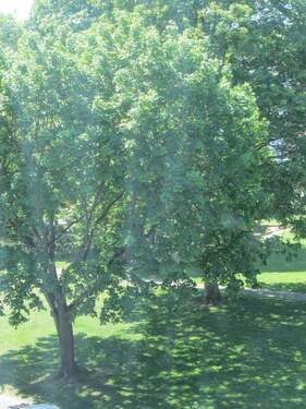 Blick ins Grüne ... - 