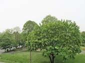 Aussicht ... Park am Rathaus - 