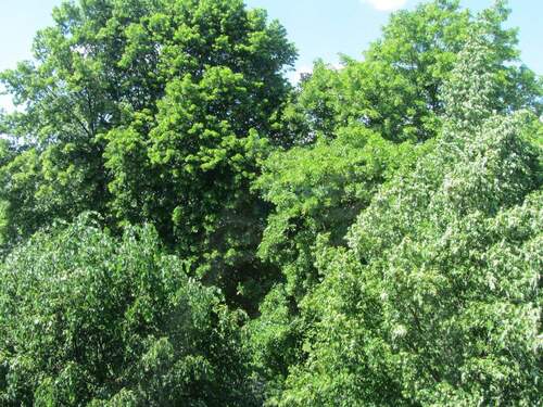 Umgebung ... alter Baumbestand - 