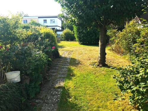 Alter Obstbaum - 