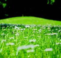 AIGNER - Ruhig gelegenes Grundstück für bis zu drei Häuser in Pasing - München Pasing-Obermenzing