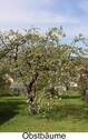 Obstgarten - 
