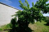 AU Apfelbaum_DSC2038.jpg - 