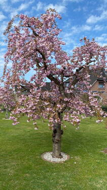 auch im Frühjahr toll - Einfamilienhaus mit 113,00 m&sup2; in Neumünster zum Kaufen