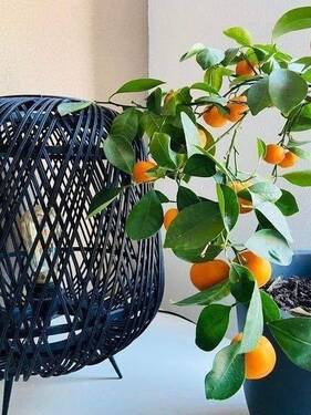 .. etwas Besonderes ! - Mehrfamilienhaus, Wohnhaus mit 263,00 m² in Kitzingen zum Kaufen