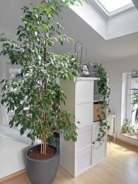 Herrlich viel Tageslicht - 