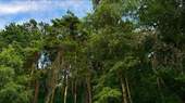 Wald - 