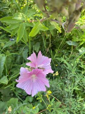 20250810 082321113 iOS - Schönes Grundstück für eine DHH Traumhaus