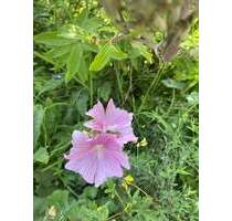 Schönes Grundstück für eine DHH Traumhaus - Hofstetten Hagenheim