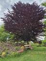 Sitzgelegenheit im Garten, seltene Bäume und Sträucher - 