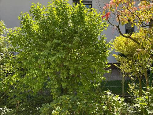Garten - 