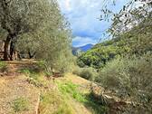 AP_1050_TERRA ITALIA IMMOBILIEN_LIGURIEN_APRICALE_ - 