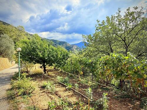 AP_1050_TERRA ITALIA IMMOBILIEN_LIGURIEN_APRICALE_ - 