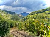 AP_1050_TERRA ITALIA IMMOBILIEN_LIGURIEN_APRICALE_ - 
