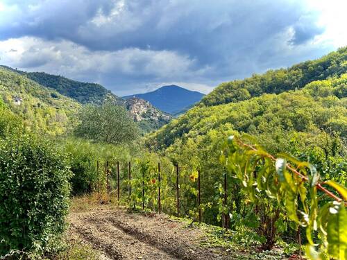 AP_1050_TERRA ITALIA IMMOBILIEN_LIGURIEN_APRICALE_ - 