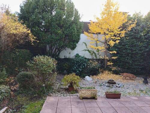 Garten / Gingkobaum im Herbst - 