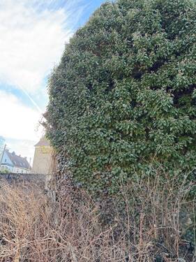 Hinter dem Efau verbirgt sich eine alte Scheune - 