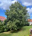 Blick vom Balkon in den Garten - 