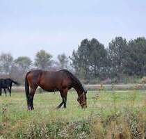 Rarität: Große Mühle in Alleinlage mit 3,45 ha Eigenland, ideal für Pferde- und Hundehalter oder Menschen mit intensivem Platzbedarf! - Gladenbach Mornshausen