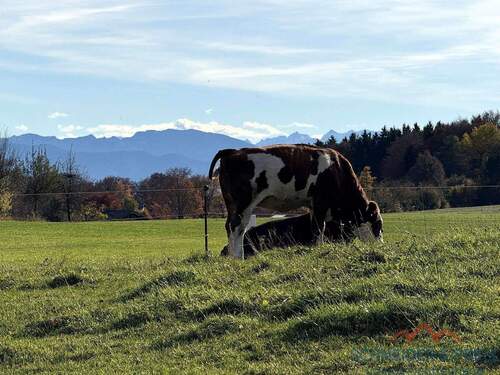 Wiesen & Tiere nebenan - 