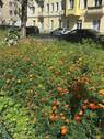 Blumen Strasse.jpg - 