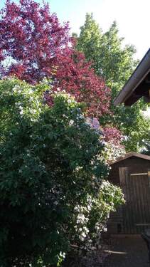 Frühlingsblüte/Schuppen - 