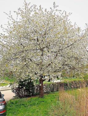 Kirschbaumblüte - 
