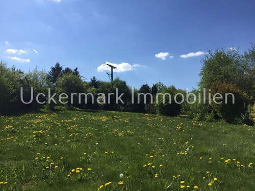 Wiese hinterm Haus - 