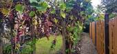 Garten 4 - 