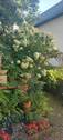 Hofstelle - 