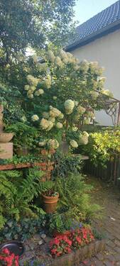 Hofstelle - 