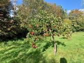 Obstwiesen - 
