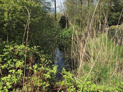 N Teich - Blick nach N - 