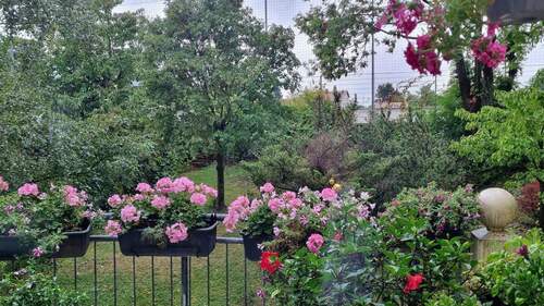 Aussicht zum Garten - 