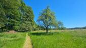 Blick Scheune Richtung Garten.jpg - 