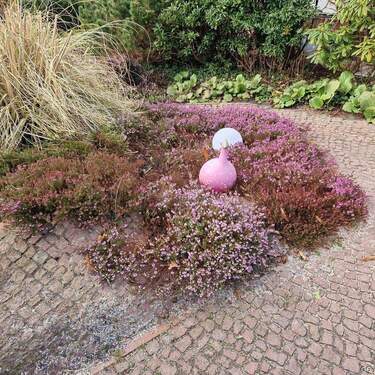 Frühblüher im Garten - 