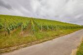 ca. 1,5 ha Weinbaufläche - 